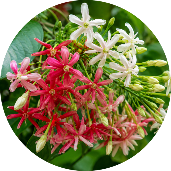 Rangoon Creeper