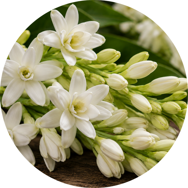 Tuberose