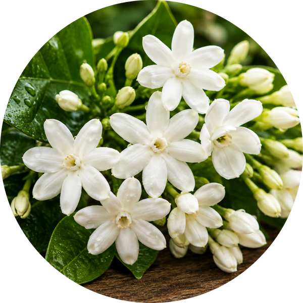 Jasmine