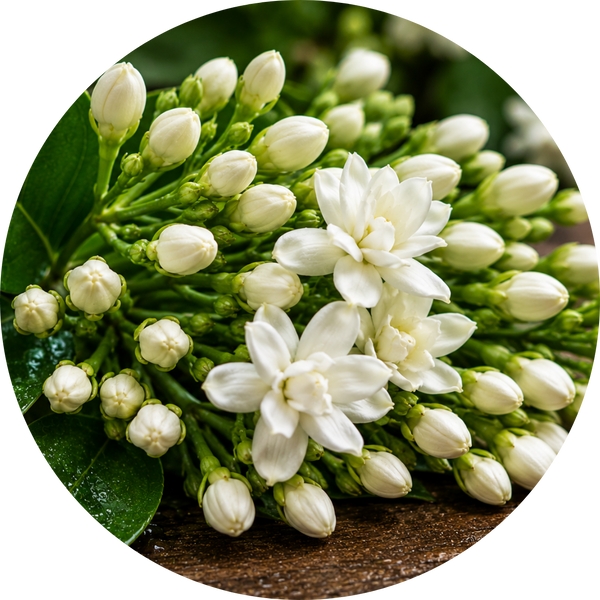Jasmine Bud