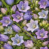 Bellflower