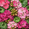 Geranium