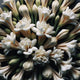 Tuberose