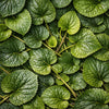 Violet Leaf