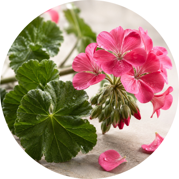 Geranium