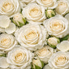 White Rose