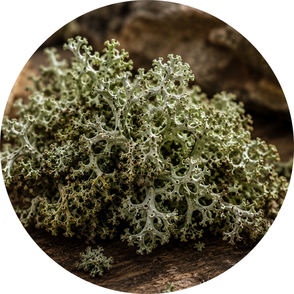 Oakmoss