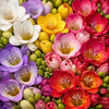 Freesia