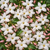 Jasmine (Grandiflorum) 