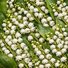Lilly of the Valley