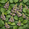 Patchouli