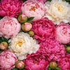 Peony