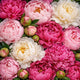 Peony